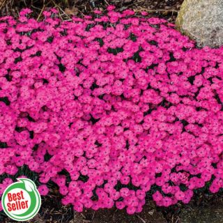 Paint the Town Magenta Dianthus Thumbnail
